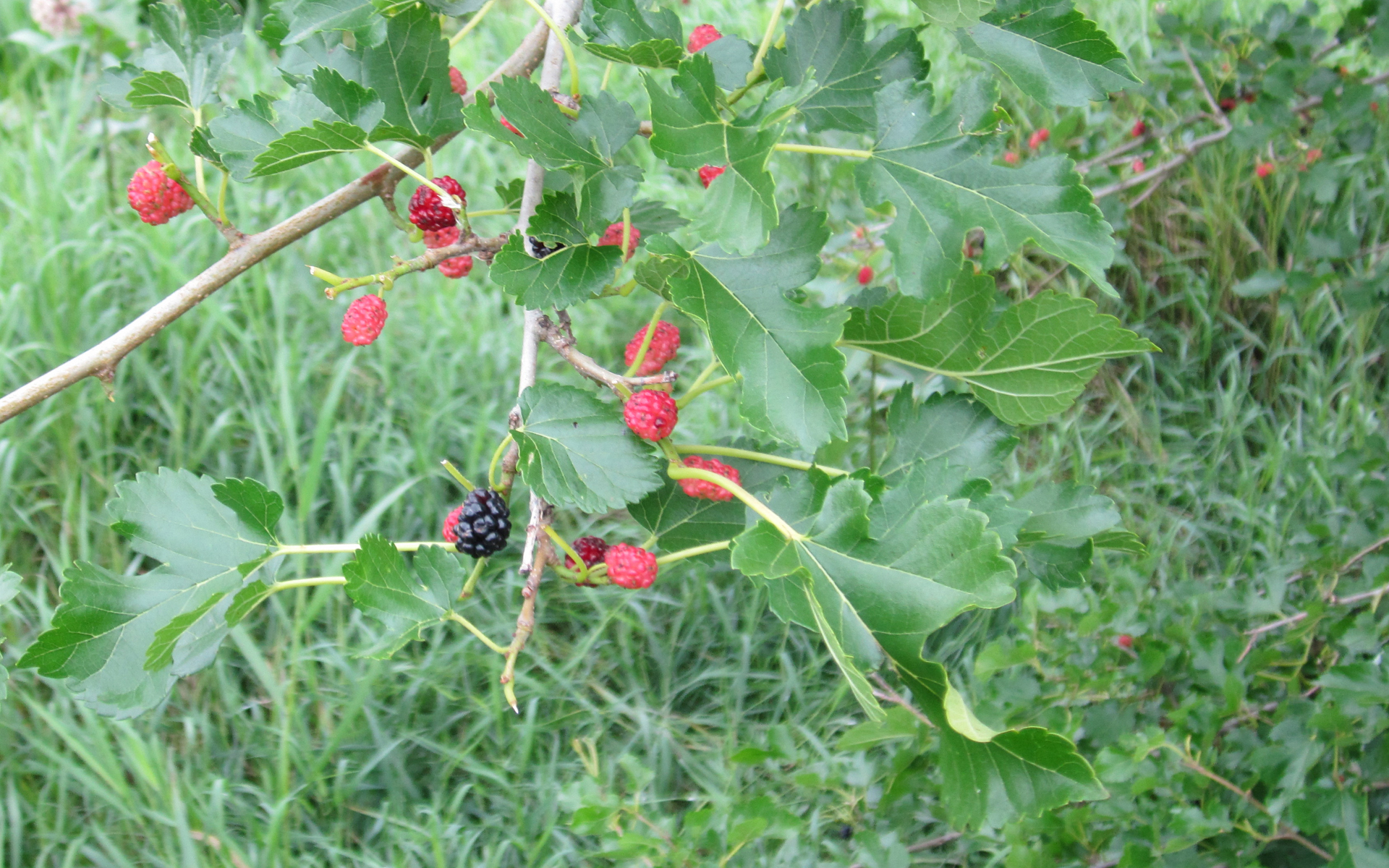 Department of Botany